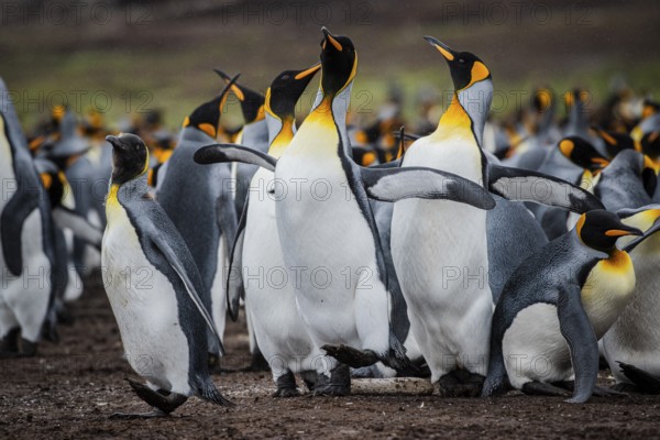 King penguins (Aptenodytes patagonicus), fighting over breeding partners during courtship, Volunteer Point, Falkland Islands, Great Britain, South Atlantic, South America