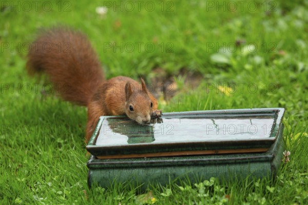 Squirrel standing leaning against a pot of water looking from the front