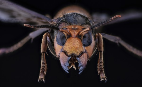 Asian Giant Hornet, Japanese giant hornet, also Murder Hornet (Vespa mandarinia)