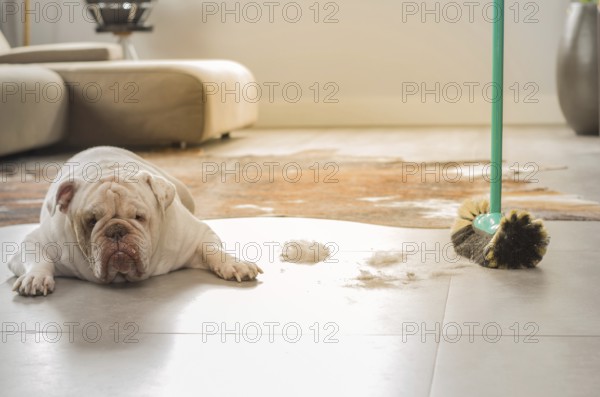 Bulldog dog looking at dirt from the ground, sweeping dog hairs from the floor