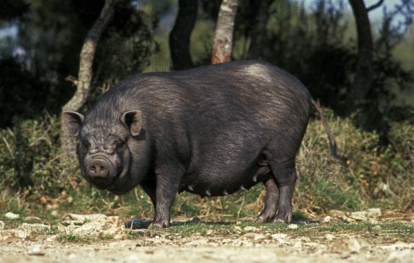VIETNAMESE POT-BELLIED PIG (sus scrofa domesticus), FEMALE