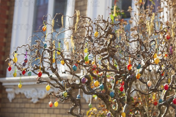 Colourful Easter eggs hanging from tree branches as decoration in a front garden, Bremen, Germany, Europe