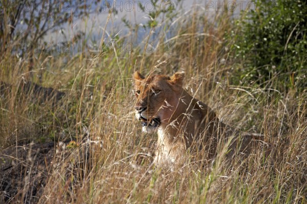 African Lion (panthera leo), Female Camouflaged in Long Grass, Masai Mara Park in Kenya