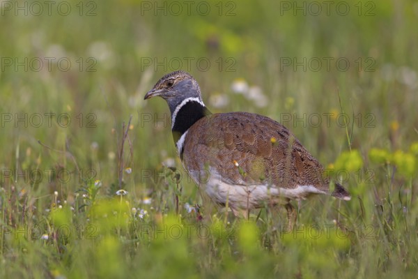 Little bustard (Tetrax tetrax) Outarde canepetière, Sisón Común, Hides De Calera / Great Bustard, Calera Y Chozas, Castilla La Mancha / Toledo, Spain, Europe