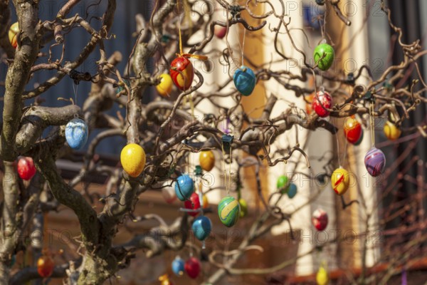Colourful Easter eggs hanging from tree branches as decoration in a front garden, Bremen, Germany, Europe