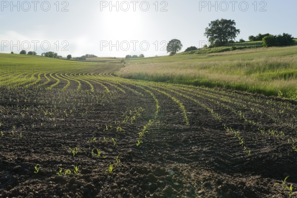 Agriculture area near Ilmried, spring, May, agriculture, field, farming, acre, Pfaffenhofen an der Ilm, Ilmtal, hop country, hop-growing area, Hallertau, Upper Bavaria, Bavaria, Free State, Germany, Europe