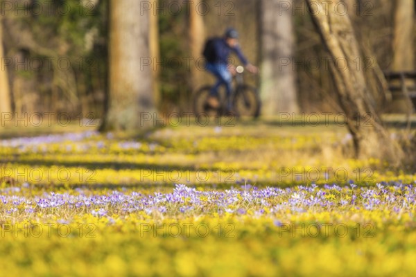 Blooming crocuses and winter aconites on the meadows in the Baroque Park Großer Garten, Dresden, Saxony, Germany, Europe