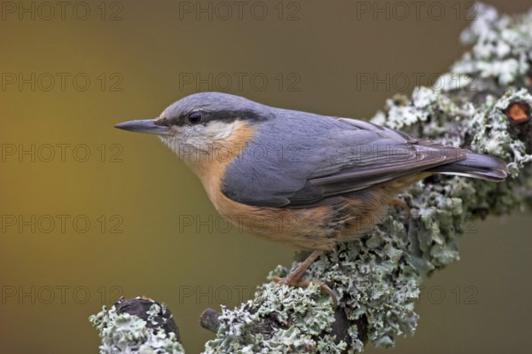 Eurasian nuthatch (Sitta europaea), Sittelle torchepot, Trepador Azul, Battenberg, Tiszaalpár, Kiskunsági National Park, Bács-Kiskun, Hungary, Europe