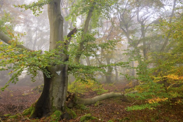 Dense forest with foggy atmosphere and autumnal colours of the leaves, Hutewald Halloh, Hesse, Germany, Europe
