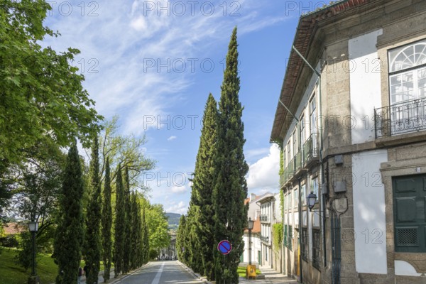 Historic buildings cypress trees street, Largo Martins Sarmento, city of Guimaraes, northern Portugal