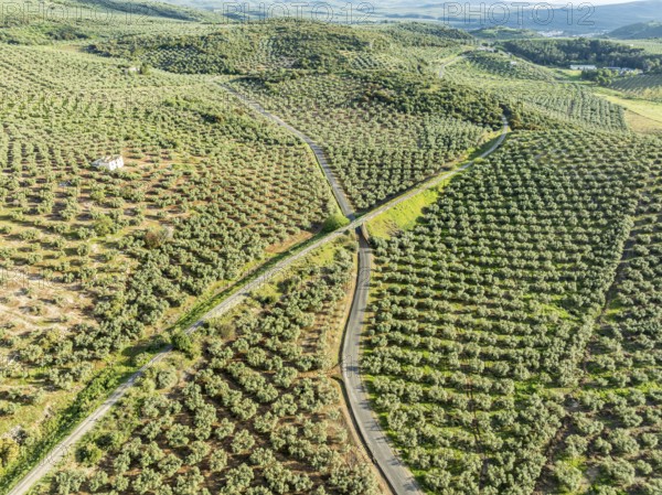 Cycle path Via Verde Del Aceite, old railroad track passes through olive fields, near village Cabra, Andalusia, Spain, Europe