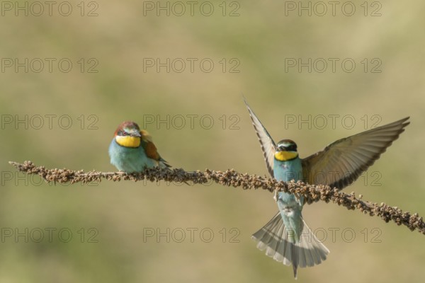 European bee-eater (Merops apiaster) on a branch during the breeding season in spring. Jechtingen, Emmendingen, Kaiserstuhl, Freiburg im Breisgau, Baden-Württemberg, Germany, Europe