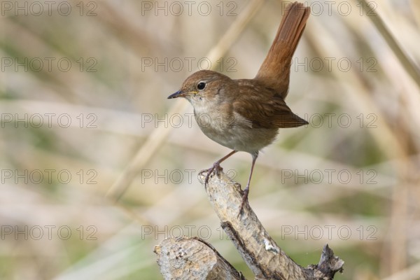 Nightingale (Luscinia megarhynchos) Germany