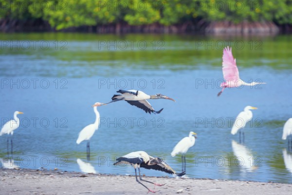 Wood Storks (Mycteria Americana) and Roseate Spoonbill (Platalea ajaja) in flight, Sanibel Island, J.N. Ding Darling National Wildlife Refuge, Florida, USA, North America