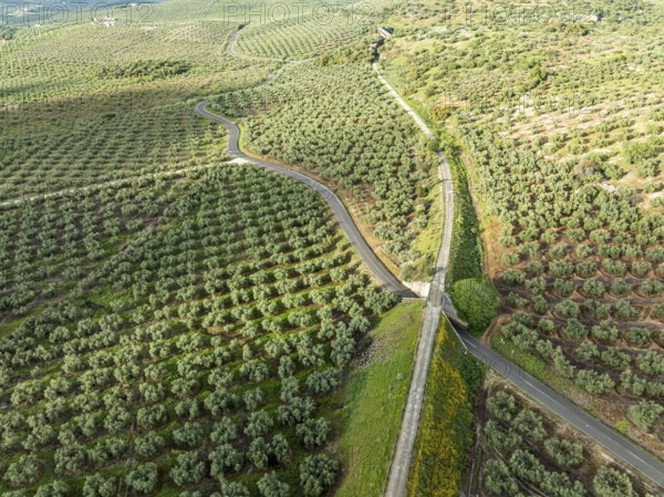 Cycle path Via Verde Del Aceite, old railroad track passes through olive fields, near village Cabra, Andalusia, Spain, Europe