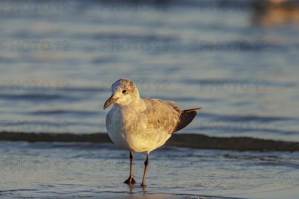 Seagull scouring the waterline searching for food along the Mississippi Gulf Coast in evening light