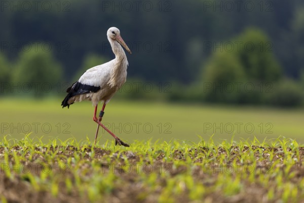 White stork (Ciconia ciconia), farmland, Göggingen, Sigmaringen district, Baden-Württemberg, Germany, Europe