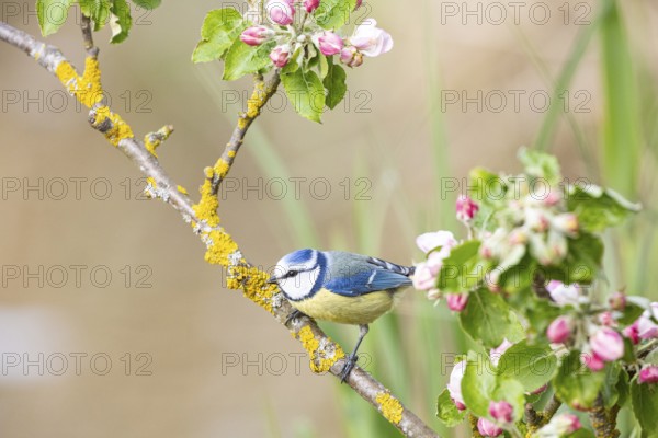 Blue tit (Parus caeruleus) Germany