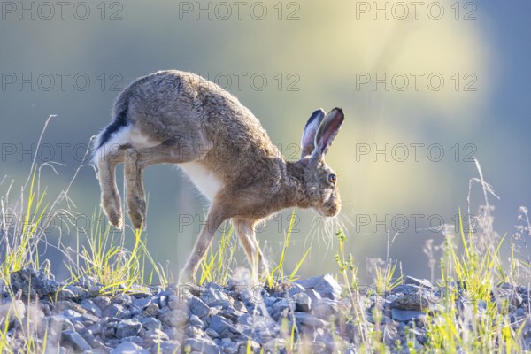 European hare (Lepus europaeus) Germany