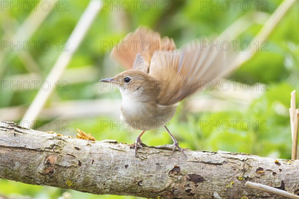 Nightingale (Luscinia megarhynchos) Germany