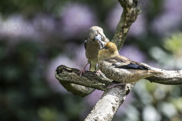 Hawfinch (Coccothraustes coccothraustes), feeding juveniles, Emsland, Lower Saxony, Germany, Europe
