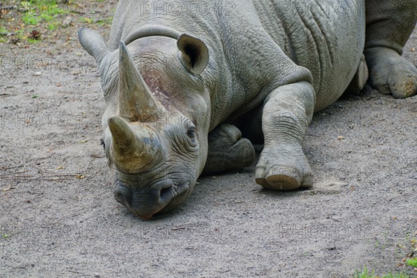 East African black rhinoceros (Diceros bicornis michaeli), adult, captive, resting, occurrence Steppes and semi-deserts of Africa