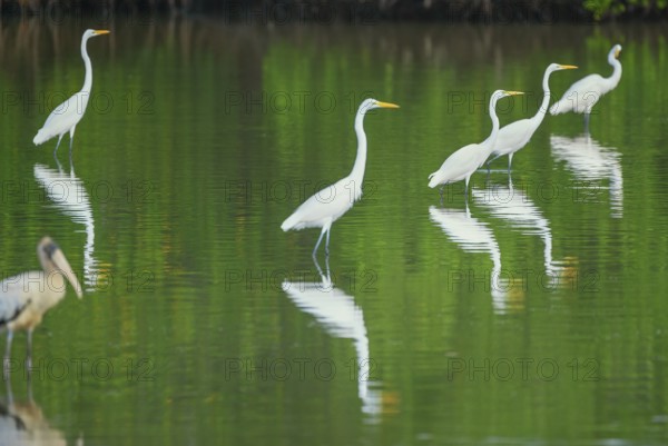 Great white egrets (Ardea alba) looking for food in a pond, Sanibel Island, J.N. Ding Darling National Wildlife Refuge, Florida, USA, North America