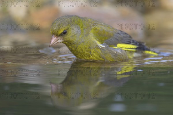 Greenfinch (Chloris chloris), male bathing, biosphere reserve, Swabian Alb, Baden-Württemberg, Germany, Europe