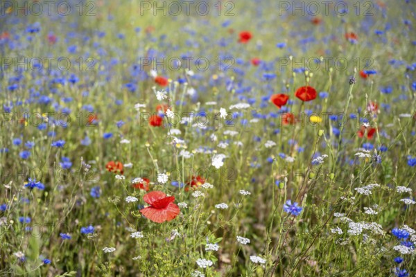 Blumenwiese, Bienenweide, Bienenfutterwiese, Schmetterlingswiese, Mohnblumen, Kornblumen, Formatfüllend, Landkreis Konstanz, Baden-Württemberg, Deutschland