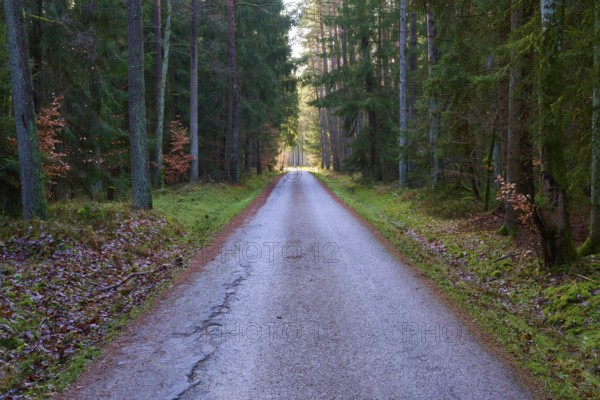 Straight forest path with dense tree population on both sides, Buchen, Odenwald, Neckar-Odenwald district, Baden-Württemberg, Germany, Europe