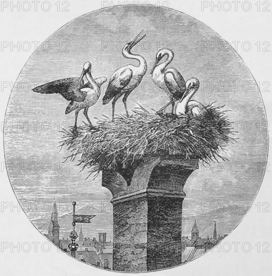 Nesting storks, around 1870, Netherlands, digital reproduction of a historical model
