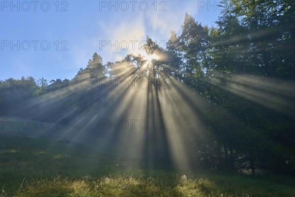 Bright light breaks through the trees in a misty forest, creating an atmospheric scene, Mönchberg, Miltenberg, Spessart, Bavaria, Germany, Europe