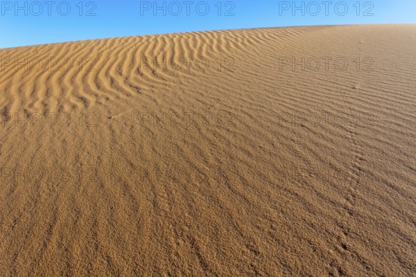 A sandy desert with a blue sky in the background. The sand is ribbed and has a slight slope. Merzouga, Errachidia, Draa-Tafilalet, Morocco, Africa
