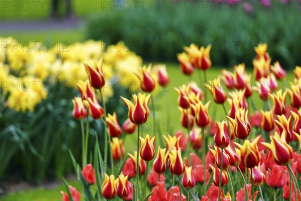 Bicoloured tulips (Tulipa), colourful tulip bed, red and yellow, Keukenhof gardens, Lisse, Bollenstreek, South Holland, Netherlands