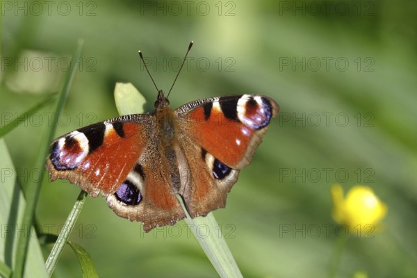 Peacock butterfly, spring, Germany, Europe