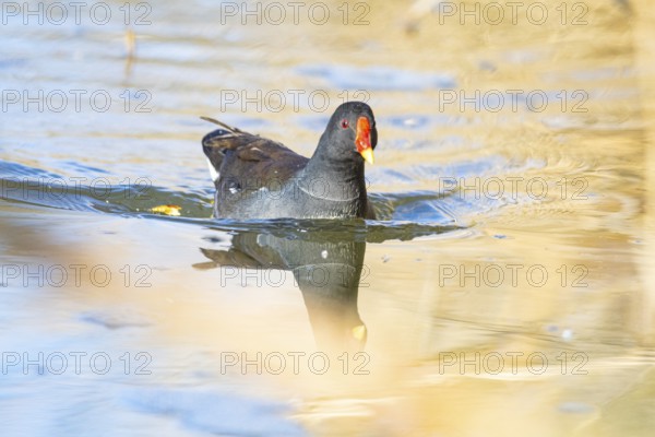 Moorhen (Gallinula chloropus) ml Germany