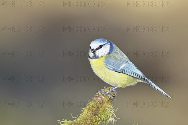 Blue tit (Parus caeruleus), sitting on moss-covered dead wood, Wilnsdorf, North Rhine-Westphalia, Germany, Europe