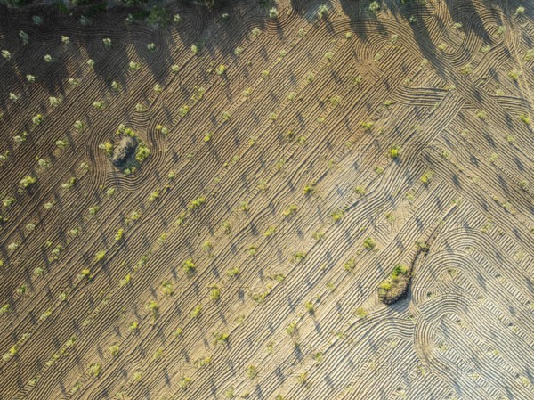 Fields of olive trees, trees planted in rows, aerial view, near village Cabra, Andalusia, Spain, Europe