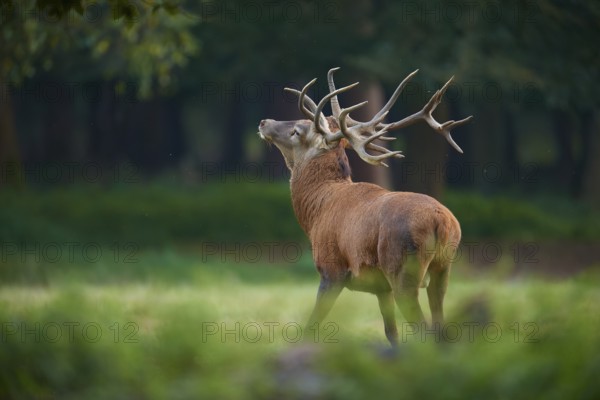 A red deer (Cervus elaphus), with large antlers stands on a green meadow, Germany, Europe