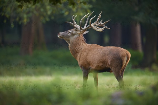 A majestic red deer (Cervus elaphus) with large antlers stands at attention in the forest, Germany, Europe