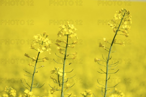 Yellow rape blossoms in blurred background, Baden-Württemberg, Germany, Europe
