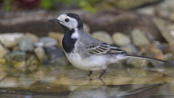 White wagtail (Motacilla alba), male bathing, biosphere reserve, Swabian Alb, Baden-Württemberg, Germany, Europe