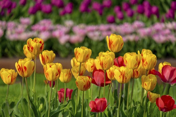 Brightly coloured tulips blooming in a green field in spring, Tulips (Tulpia), Münsterland, North Rhine-Westphalia, Germany, Europe