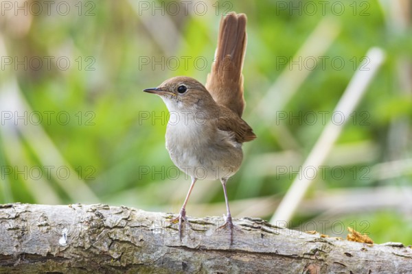 Nightingale (Luscinia megarhynchos) Germany
