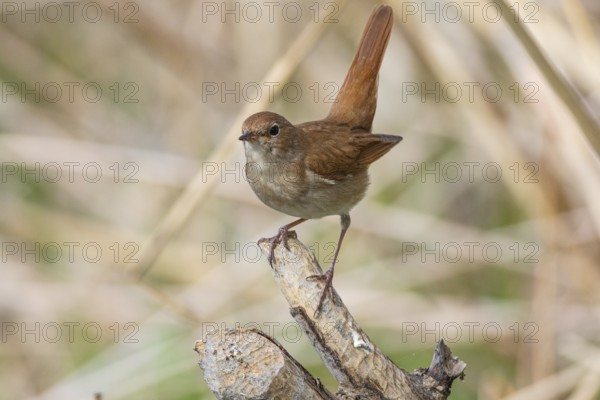 Nightingale (Luscinia megarhynchos) Germany