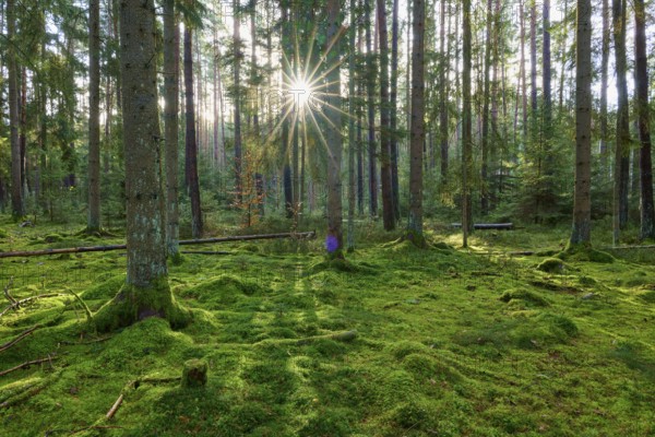 Sunbeams meet mossy forest soil and trees in the forest, Buchen, Odenwald, Neckar-Odenwald district, Baden-Württemberg, Germany, Europe