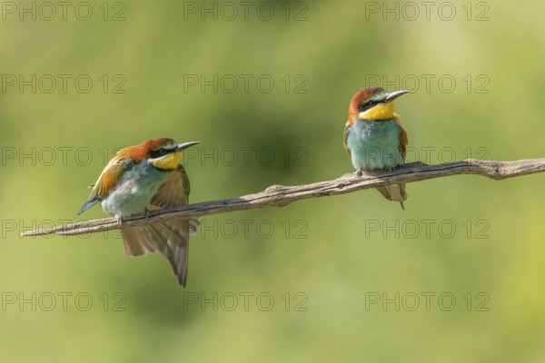 European bee-eater (Merops apiaster) on a branch during the breeding season in spring. Jechtingen, Emmendingen, Kaiserstuhl, Freiburg im Breisgau, Baden-Württemberg, Germany, Europe