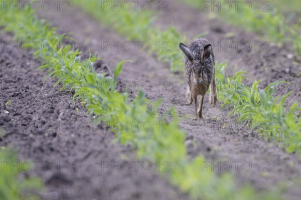 European hare (Lepus europaeus), Emsland, Lower Saxony, Germany, Europe