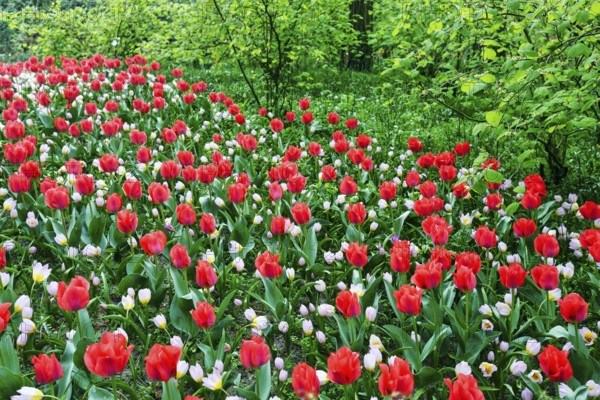 Different coloured tulips (Tulipa), colourful tulip bed, Keukenhof gardens, Lisse, Bollenstreek, South Holland, Netherlands