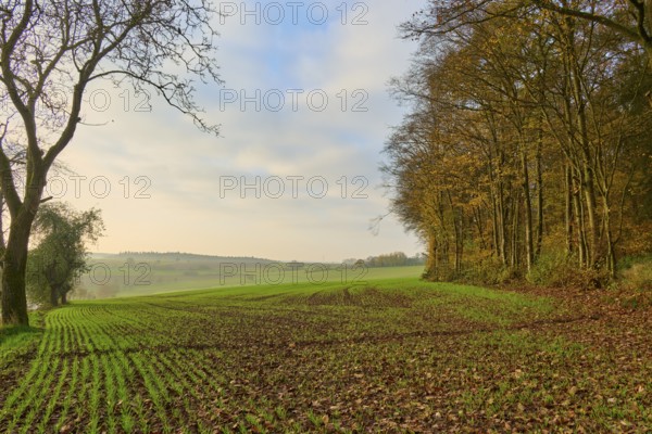 Green fields in the foreground, with trees and cloudy sky in the background, Hornbach, Walldürn, Odenwald, Neckar-Odenwald district, Baden-Württemberg, Germany, Europe